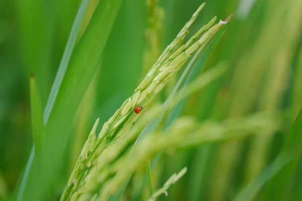 用稻叶和绿色软聚焦点背景近距离拍摄瓢虫 — 图库照片
