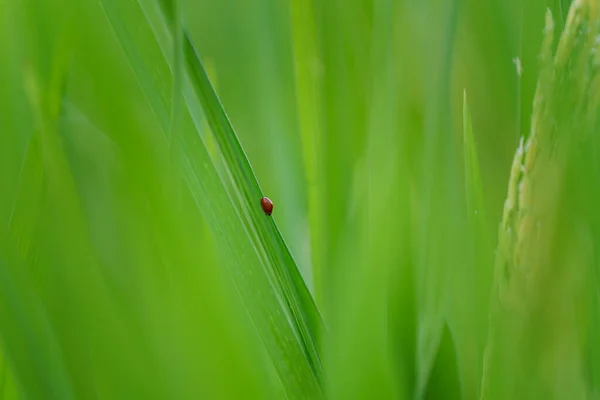 Close Coccinella Con Foglie Riso Verde Soft Focus Sfondo — Foto Stock