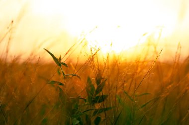 Akşam günbatımına karşı çimenlerin yumuşak odak noktası..