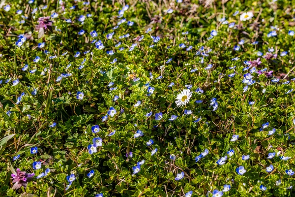 Bee Vliegen Daisy Onder Blauwe Land Bloemen — Stockfoto