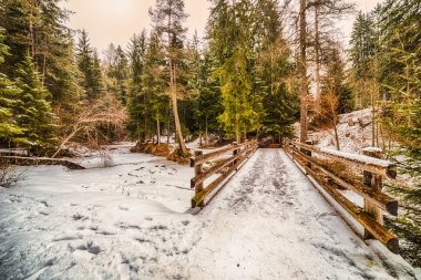 İtalya'da karlı Alpler üzerinde kozalaklı bir ormanda dağ izi