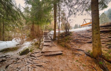 İtalya'da karlı Alpler üzerinde kozalaklı bir ormanda dağ izi