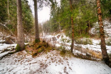 İtalya'da karlı Alpler üzerinde kozalaklı bir ormanda dağ nehri