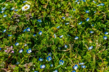 mavi ülke çiçekleri arasında papatya üzerinde uçan arı