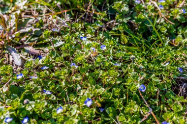 mavi ülke çiçekleri üzerinde uçan arı