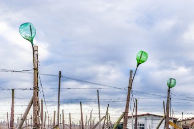 kışın çıplak sarmaşıklar satır üzerinde boş cam şişeler