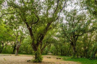 gün batımında bir ormanın sessizliği