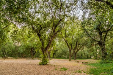gün batımında bir ormanın sessizliği