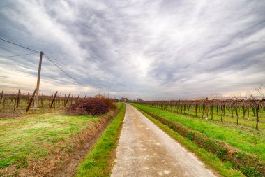 kış aylarında ülkede genç yeni bitkileri satır