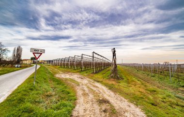 kış aylarında ülkede genç yeni bitkileri satır