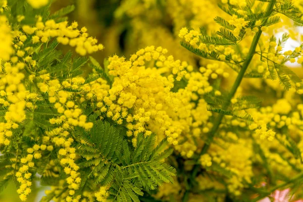 Mimosa Fiore Caratteristico Della Festa Della Donna — Foto Stock