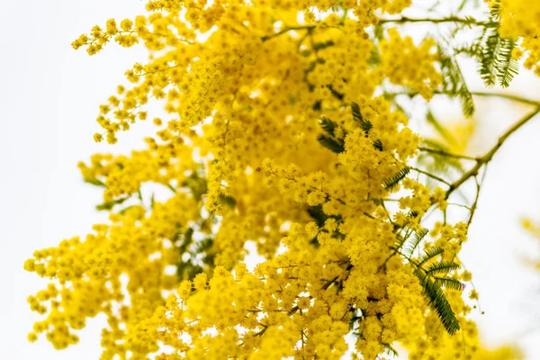 Mimosa Fiore Caratteristico Della Festa Della Donna — Foto Stock