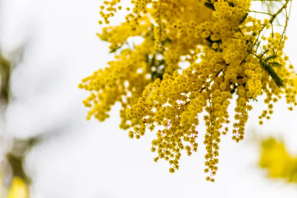 米莫萨 妇女节的特色花 — 图库照片