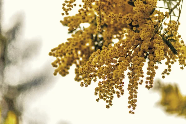Mimosa Fiore Caratteristico Della Festa Della Donna — Foto Stock