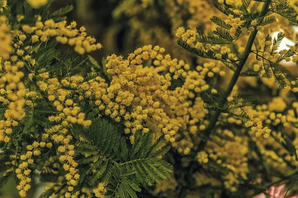 Mimosa Fiore Caratteristico Della Festa Della Donna — Foto Stock