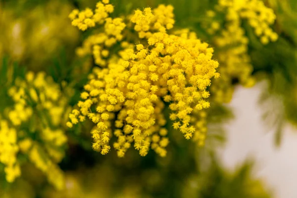 Mimosa Characteristic Flower Women Day — Stock Photo, Image