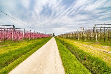 modern tarım ilk çiçekleri ile baharın gelişini müjdeleyen meyve bahçeleri düzenli geometrileri içine alanları organize
