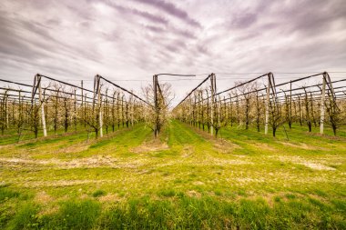 modern tarım ilk çiçekleri ile baharın gelişini müjdeleyen meyve bahçeleri düzenli geometrileri içine alanları organize
