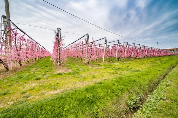 modern agriculture organizes fields into regular geometries of orchards that herald the arrival of spring with the first blooms