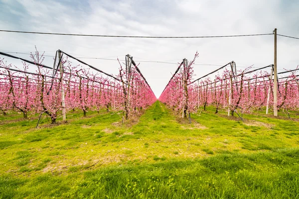 modern agriculture organizes fields into regular geometries of orchards that herald the arrival of spring with the first blooms