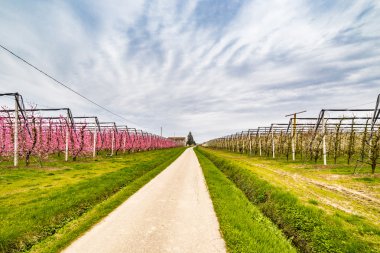 modern tarım ilk çiçekleri ile baharın gelişini müjdeleyen meyve bahçeleri düzenli geometrileri içine alanları organize