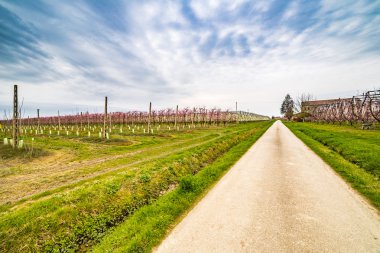 modern tarım ilk çiçekleri ile baharın gelişini müjdeleyen meyve bahçeleri düzenli geometrileri içine alanları organize