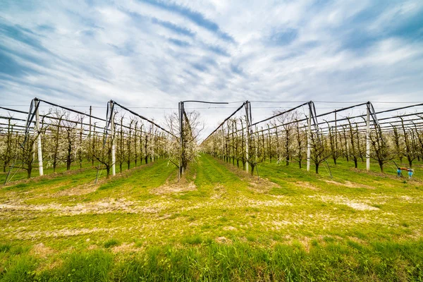 modern agriculture organizes fields into regular geometries of orchards that herald the arrival of spring with the first blooms