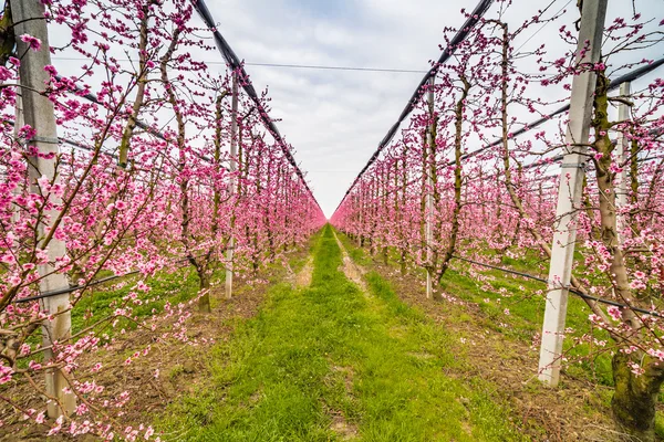 modern agriculture organizes fields into regular geometries of orchards that herald the arrival of spring with the first blooms