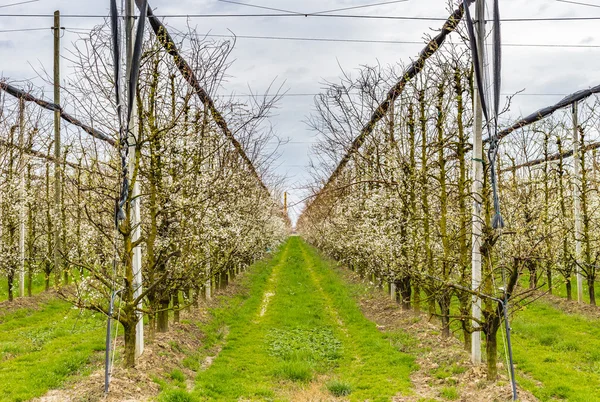 modern agriculture organizes fields into regular geometries of orchards that herald the arrival of spring with the first blooms