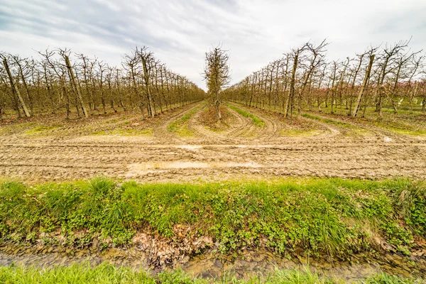 modern agriculture organizes fields into regular geometries of orchards that herald the arrival of spring with the first blooms