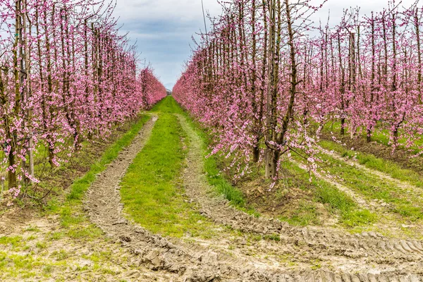 modern agriculture organizes fields into regular geometries of orchards that herald the arrival of spring with the first blooms