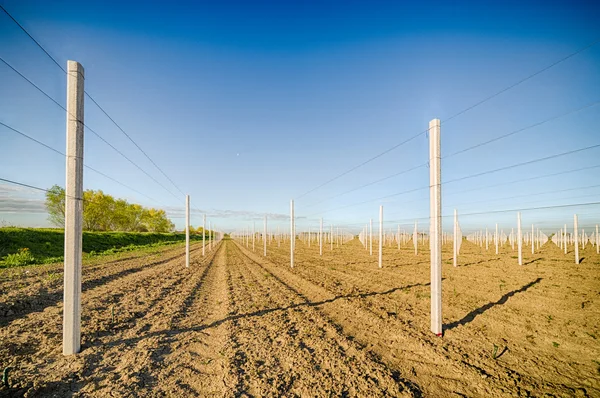 support system for orchards in rows according to modern agriculture in the countryside of Romagna in Italy