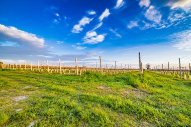 meyve ağaçları tarımı