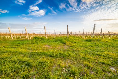 meyve ağaçları tarımı