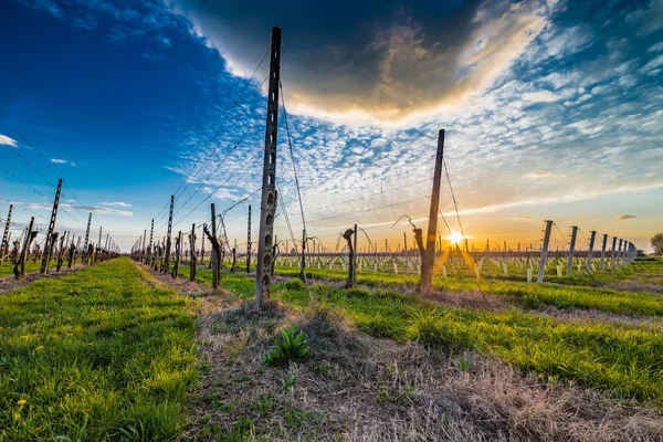 leafless vineyards organized into files