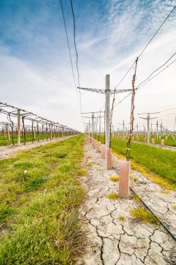 Genç fidan yakınındaki yapraksız üzüm bağları