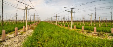 sıralar halinde büyüyen küçük genç fideler