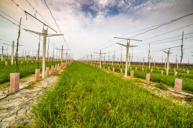 sıralar halinde büyüyen küçük genç fideler
