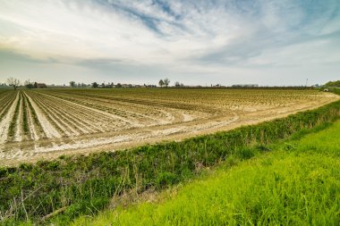 İtalya'da Emilia Romagna kırsalovalarda ekili alanlarda büyüyen küçük genç fideler