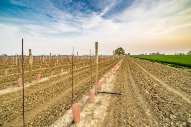 sonsuzluk ufkuna giden sıralı büyüyen küçük genç fideler