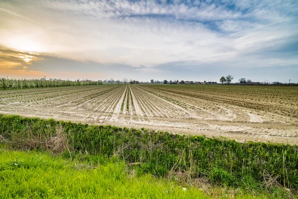 Små Unga Plantor Som Växer Odlade Fält Slätterna Landsbygden Emilia — Stockfoto