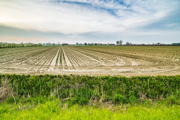 Small Young Seedlings Growing Cultivated Fields Plains Countryside Emilia Romagna — Stock Photo, Image