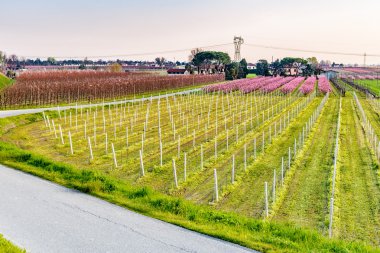 İtalya'da Emilia Romagna kırsaldüzlükte meyve ağaçlarının alanları yakınında asfalt yol