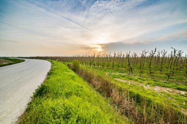 İtalya'da Emilia Romagna kırsaldüzlükte meyve ağaçlarının alanları yakınında asfalt yol