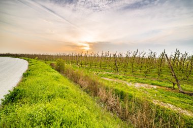 İtalya'da Emilia Romagna kırsaldüzlükte meyve ağaçlarının alanları yakınında asfalt yol