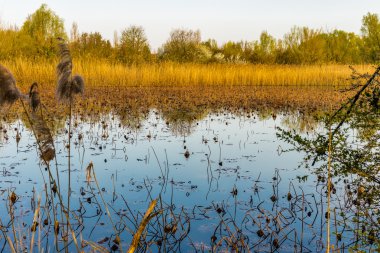 ilkbahar dan önce çıplak nilüfer gölet