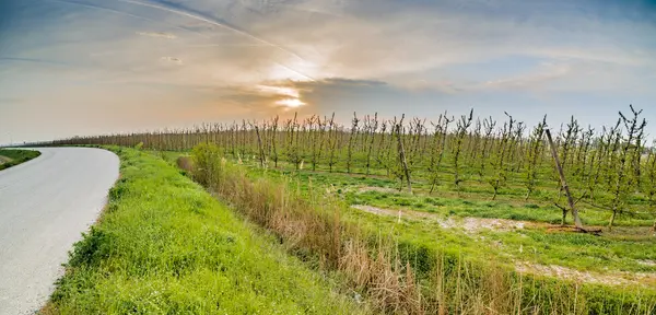 İtalya'da Emilia Romagna kırsaldüzlükte meyve ağaçlarının alanları yakınında asfalt yol