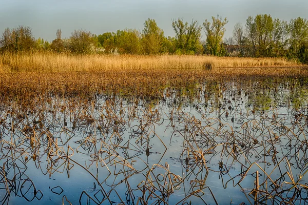 Bare Lotus Pond Före Våren — Stockfoto