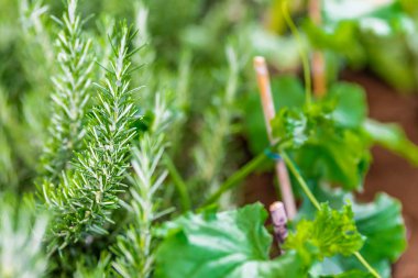 ev bahçesinde bitkileri detay