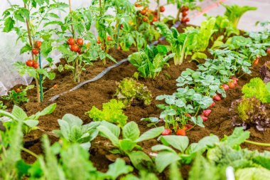ev bahçesinde bitkileri detay, domates bitkileri ve salata